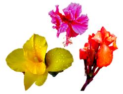 Flower Orange Red