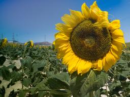 Sunflower Yellow Flower