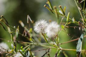 Fluffy flowers close up