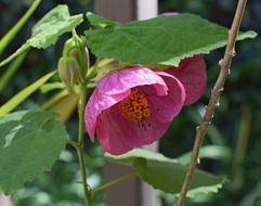 the beautiful flower bud has dropped down
