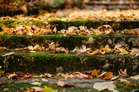 Stairs in the colorful and beautiful leaves and green moss, in autumn