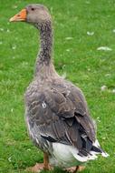 Goose Bird Water