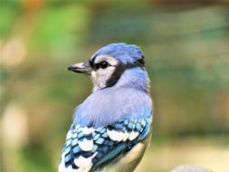 Blue Jay Bird