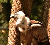 Vulture Feather Bird