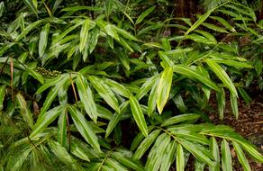 green foliage bush ground