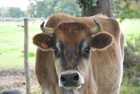 the cow looks at the camera