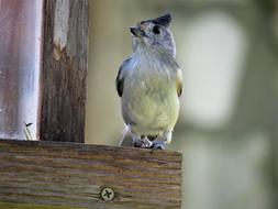 Bird Wildlife Close Up