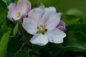 Apple Blossom Spring Pink Flower