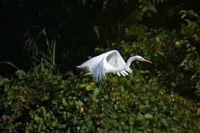 Animal River Waterside Wild