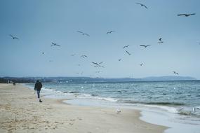 the man with the birds on the beach