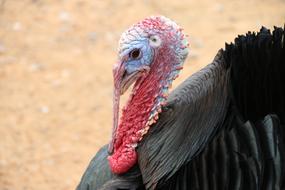 Turkey Animal