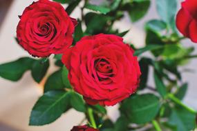 Nature Bouquet Flowers