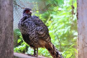 Bird Pheasant in farm