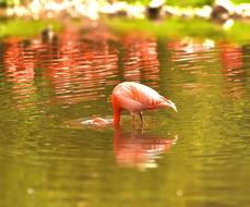 beautiful flamingos in the river