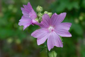 Mallow Flower Blossom