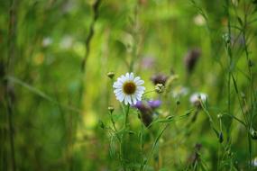 beautiful flowers in green grass view