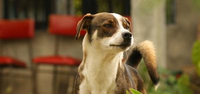 a cute dog with a black nose