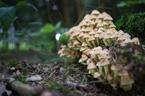 Forest Mushrooms Autumn Mushroom