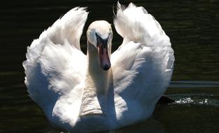 Swan Proud To Be A Pride