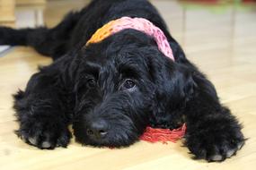 black labradoodle lying on the floor