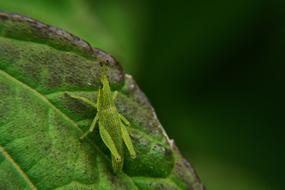 a green grasshopper in a big leaf
