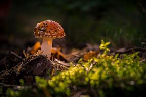 forest little mushrooms in the grass