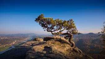 tree on a rock