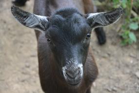 Goat Alpine Animal