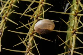 thorn beetle