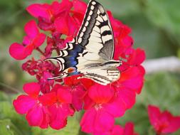 a large flower with an unusual butterfly
