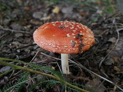 woodland mushroom with insects