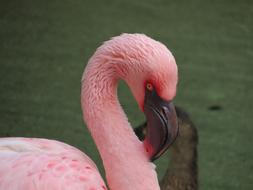 Bird Flamingo Pink