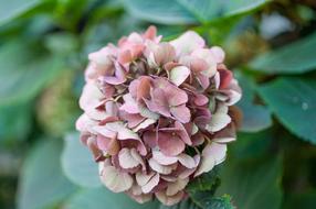 unusual large flower