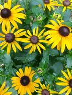 little yellow flowers in the garden