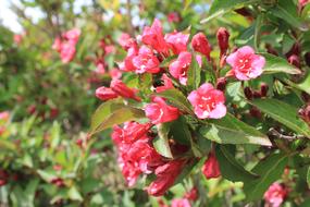 small pink flowers on a bush in the garden