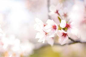 Spring Cherry Blossoms Pink