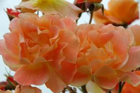 beautiful orange flower buds