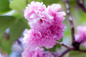 Arboretum Flowers Plant