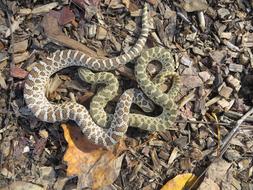 Animal Wildlife Snake