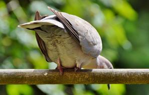 Dove Collared Bird City
