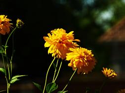 Fluffy flowers in the garden