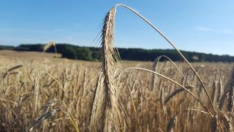 branch of wheat in a field