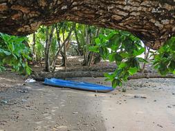 big trunk by the river