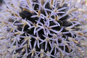 Plant Blossom Bloom