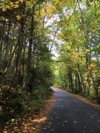 Road Path Forest