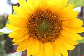 insect in a sunflower bud