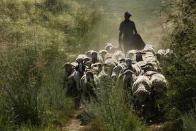 In Xinjiang The Flock Transitions