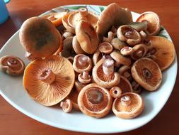 raw mushrooms on a plate