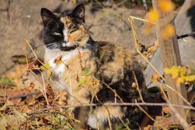 Cat Nature Autumn