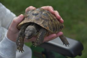 turtle in the hands of a man